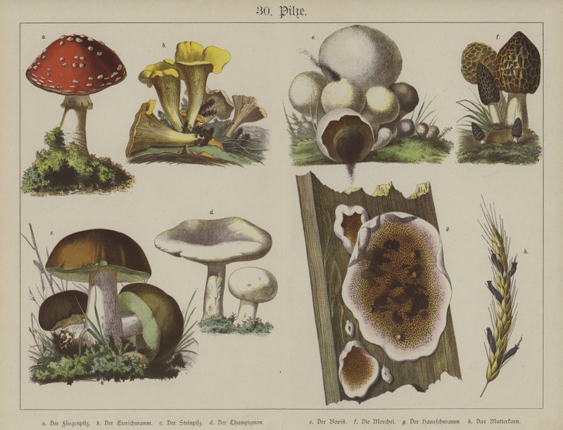 Plantes - German School