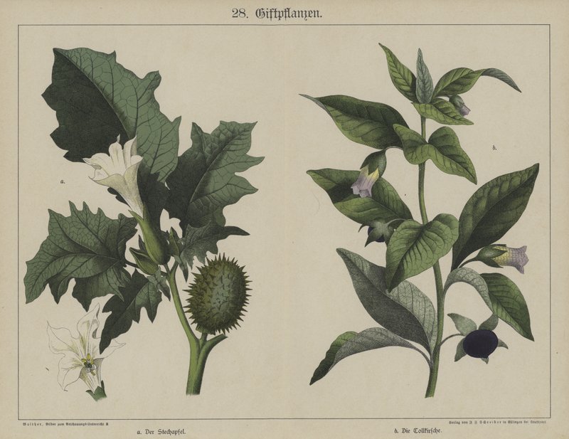 Plantes - German School