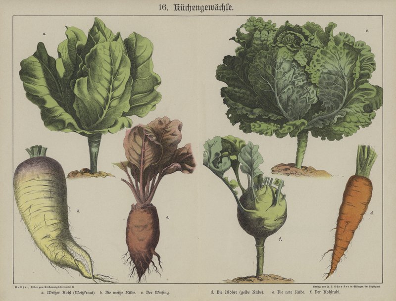 Plantes - German School