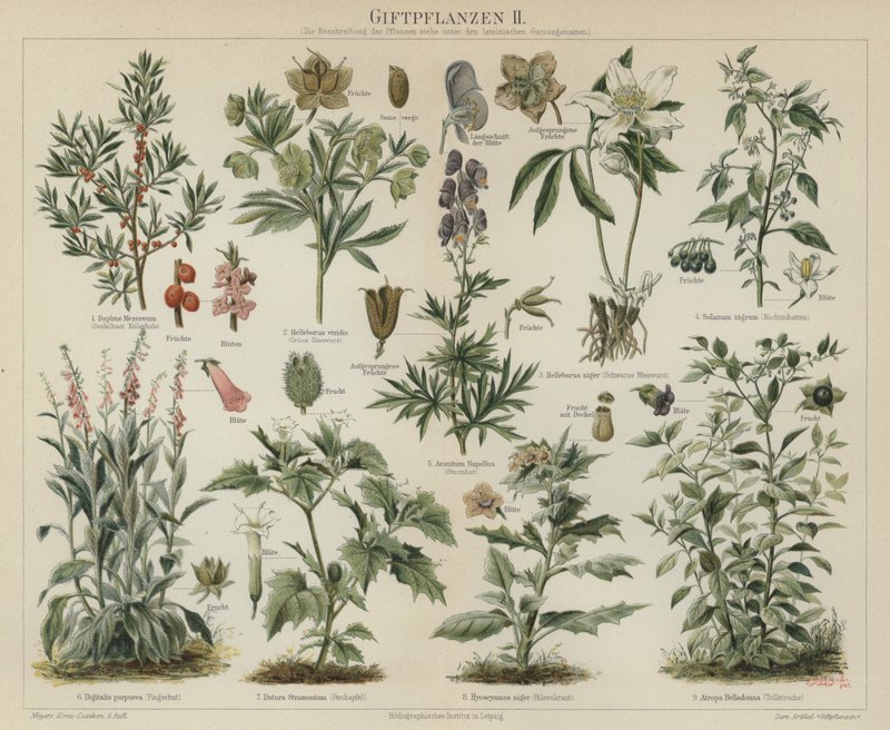 Plantes toxiques - German School