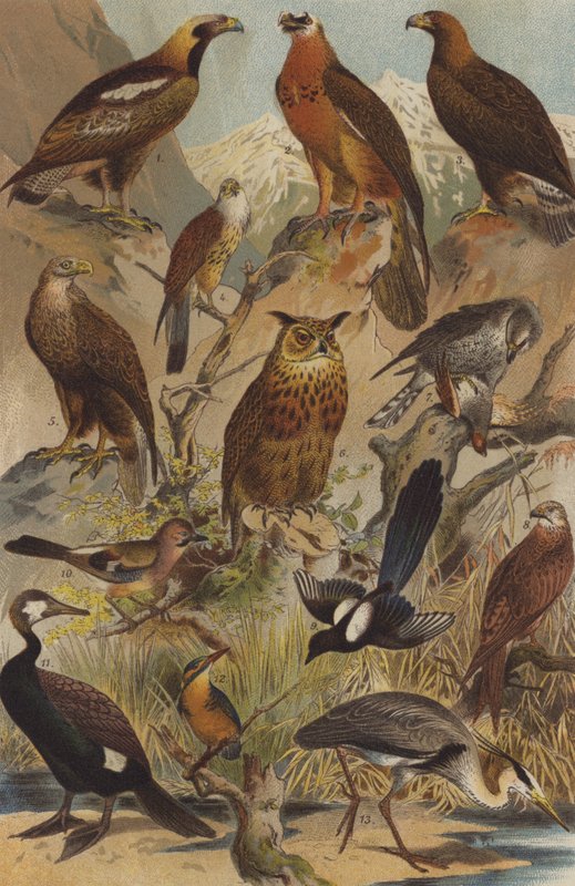 Oiseaux de proie - German School