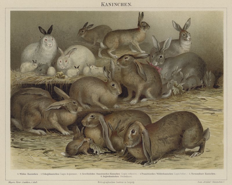 Lapins - German School