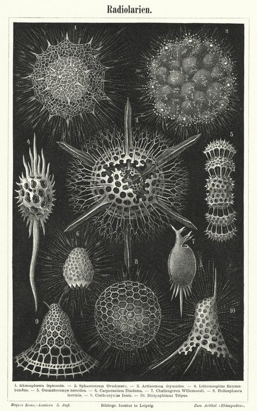 Radiolaires (gravure) - German School