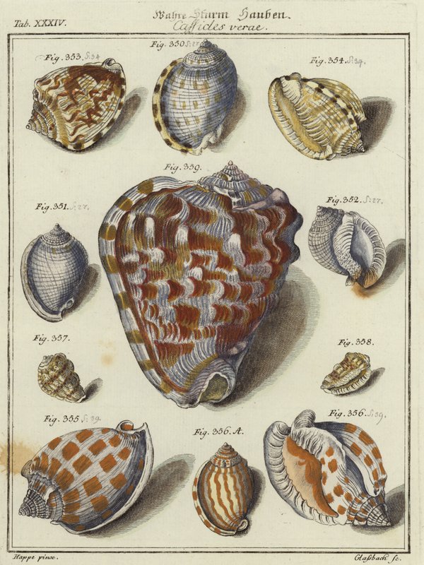Coquillages - German School