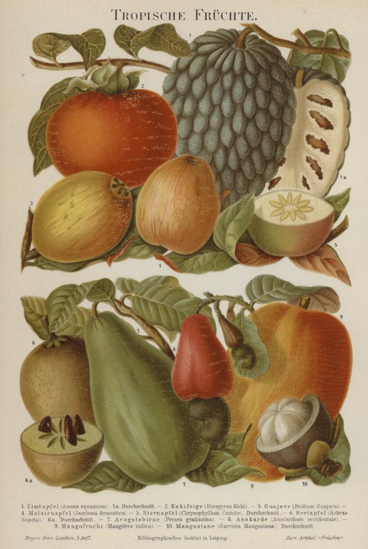 Fruits tropicaux - German School