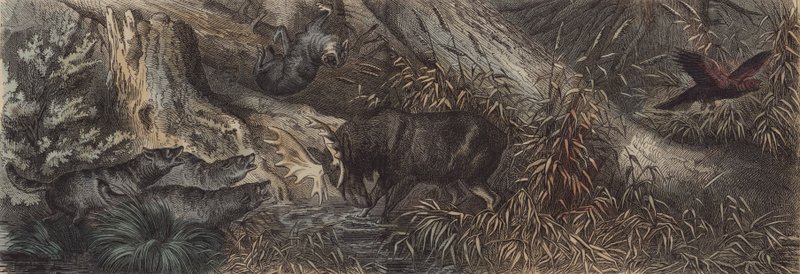 Faune du nord de la Russie - German School