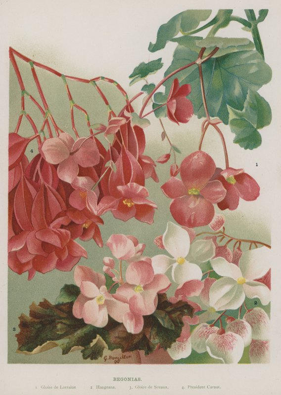 Bégonias - Gertrude Hamilton