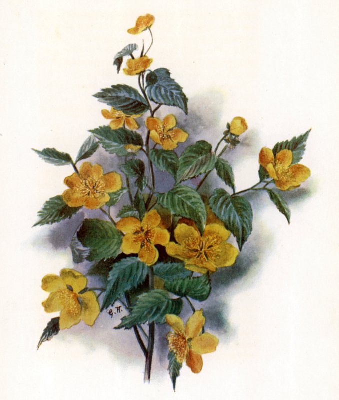 Kerria Japonica - Gertrude Hamilton