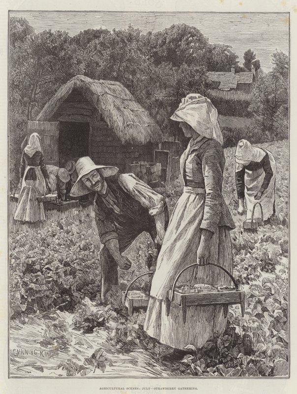 Scènes Agricoles, Juillet, Récolte de Fraises - Gunning King