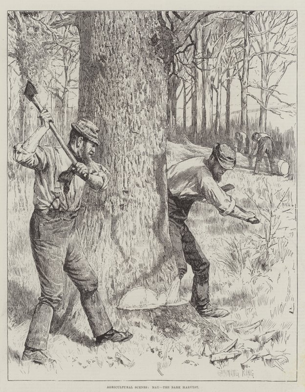 Scènes agricoles, Mai, la récolte de l