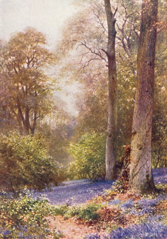 Jacinthes, Ripley - Harold Sutton Palmer