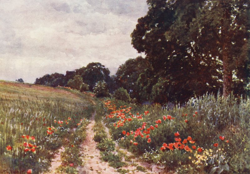 Coquelicots - Harold Sutton Palmer