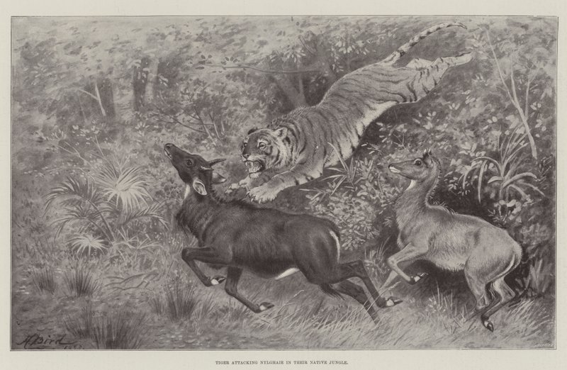 Tigre attaquant un Nylghaie dans leur jungle natale - Harrington Bird