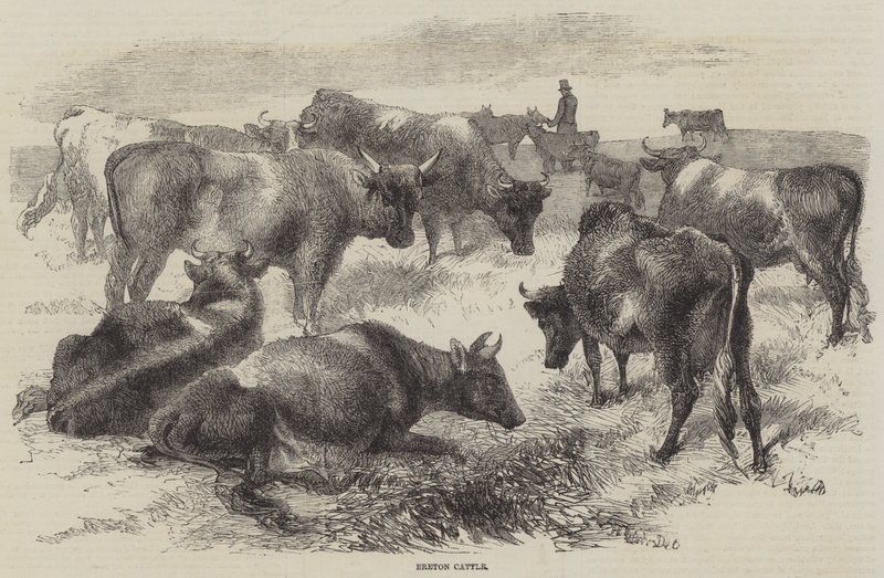 Bétail breton - Harrison William Weir