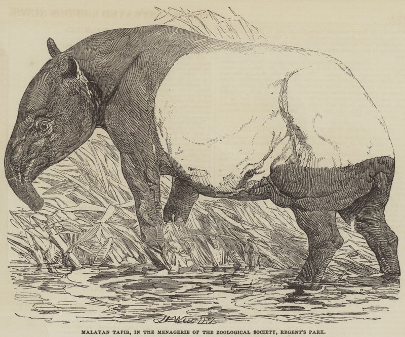 Tapir malais, dans la ménagerie de la Zoological Society, Regent