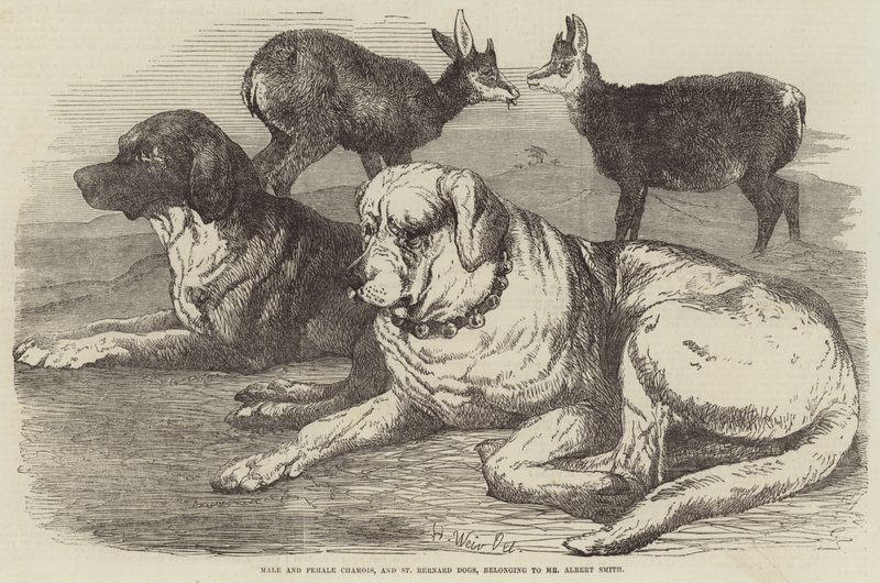 Chamois mâle et femelle, et chiens de St Bernard, appartenant à M. Albert Smith - Harrison William Weir