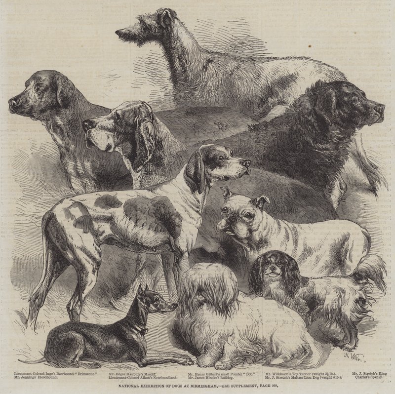 Exposition nationale de chiens à Birmingham - Harrison William Weir