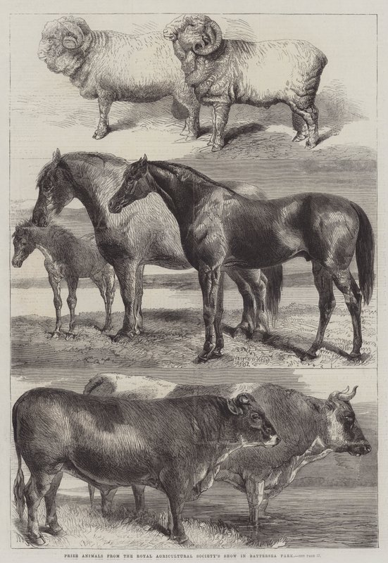 Animaux primés du salon de la Royal Agricultural Society à Battersea Park - Harrison William Weir
