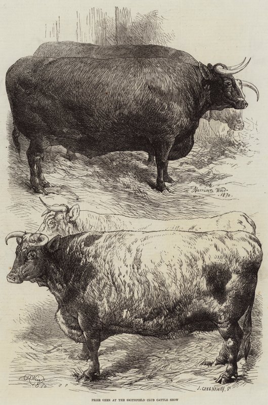 Bœufs primés au Smithfield Club Cattle Show - Harrison William Weir