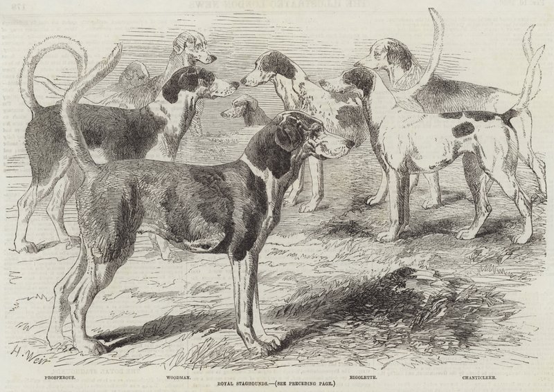 Les chiens de chasse royaux - Harrison William Weir