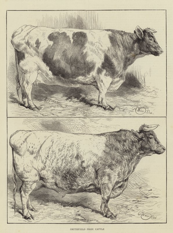 Bétail Primé de Smithfield - Harrison William Weir