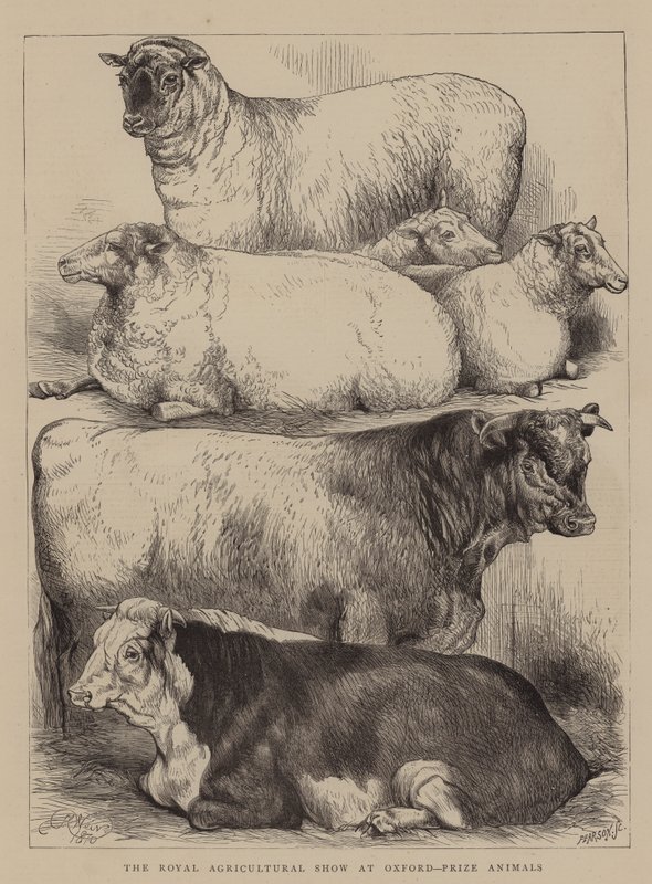 Le Salon Agricole Royal à Oxford, Animaux Primés - Harrison William Weir