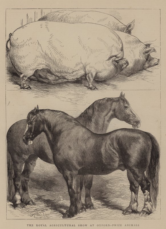 Le Salon agricole royal à Oxford, animaux primés - Harrison William Weir