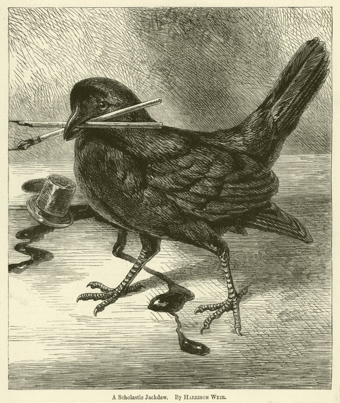Un geai érudit - Harrison William Weir