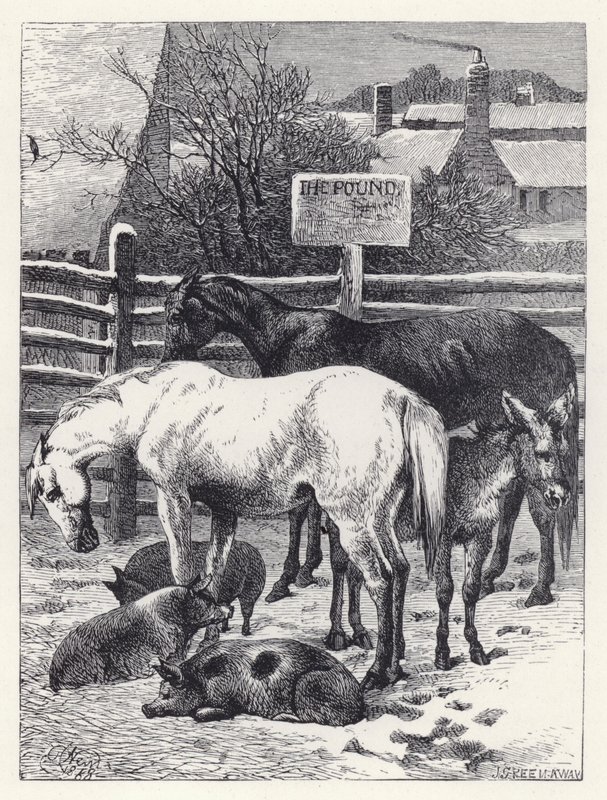 Animaux dans la fourrière - Harrison William Weir