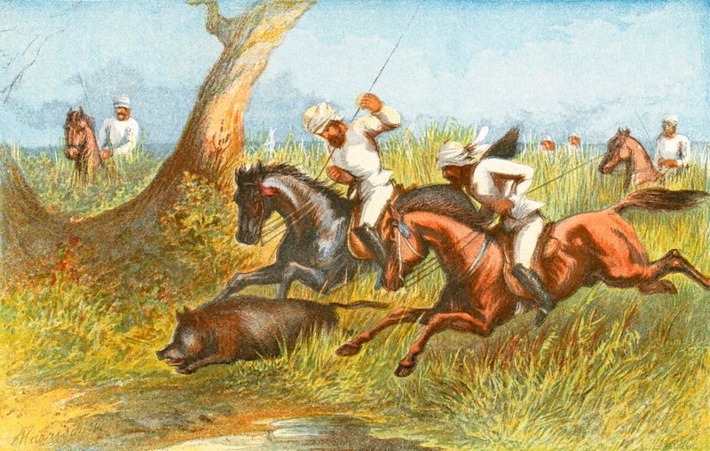 Sanglier - 
