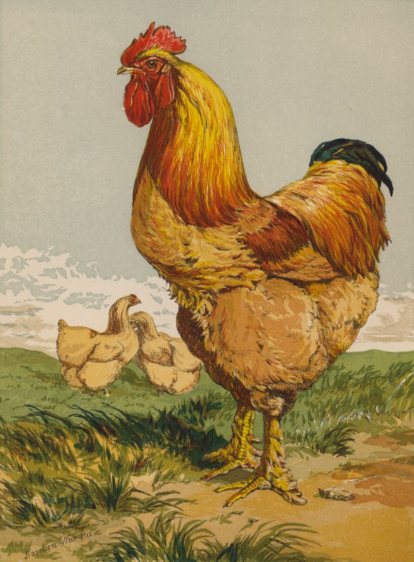 Coq Cochin fauve - Harrison William Weir