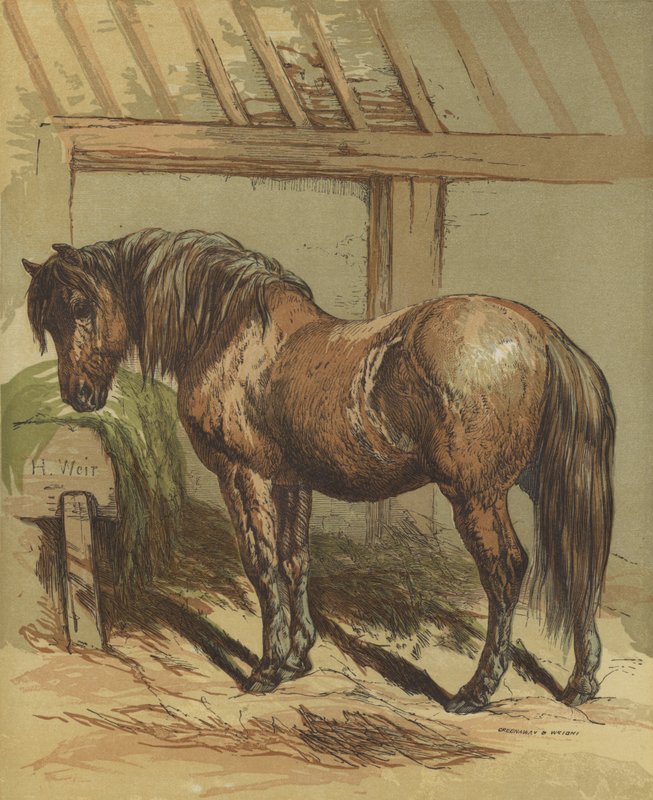 Charlie, le cheval - Harrison William Weir