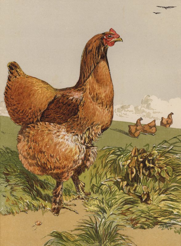 Poule Cochin cannelle - Harrison William Weir