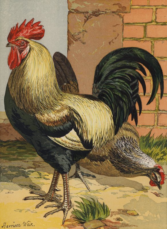 Dorkings colorés - Harrison William Weir
