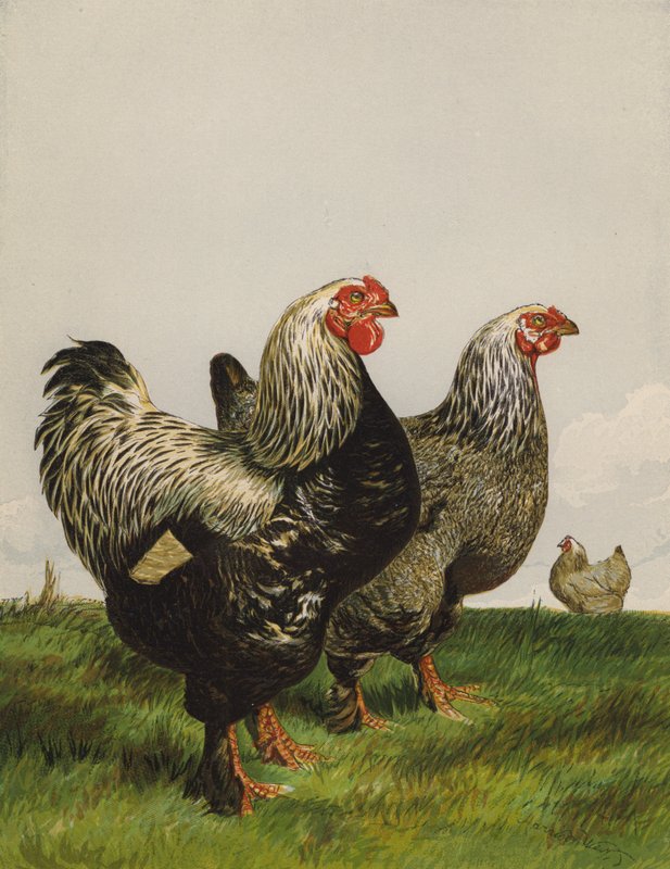 Brahmas foncés (chromolithographie) - Harrison William Weir