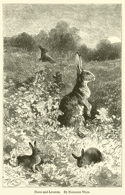 Lièvres et levrauts - Harrison William Weir