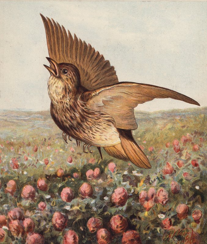 Dans le trèfle (litho en couleur) - Harrison William Weir