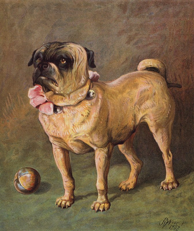 Puggy l