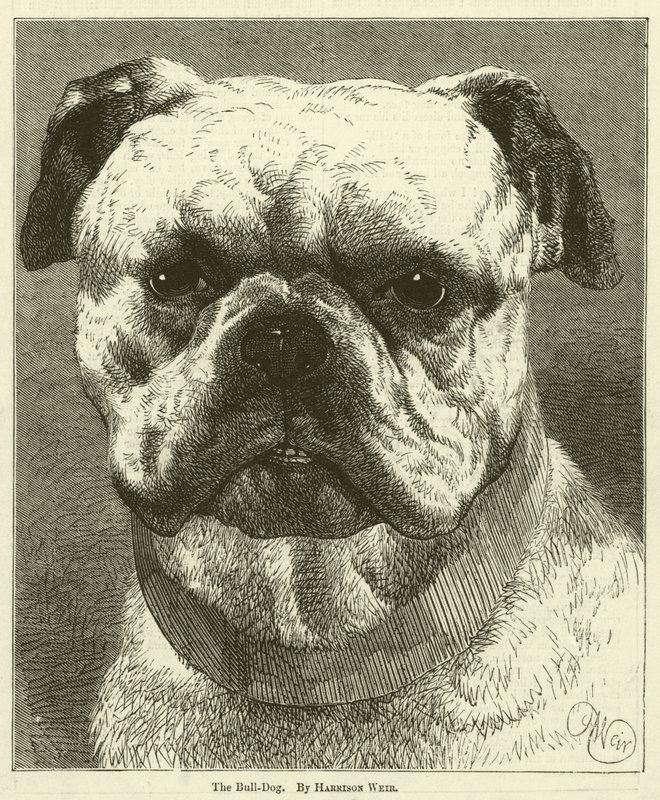 Le bouledogue - Harrison William Weir