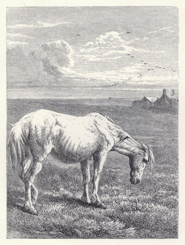 Le Vieux Cheval (gravure) - Harrison William Weir