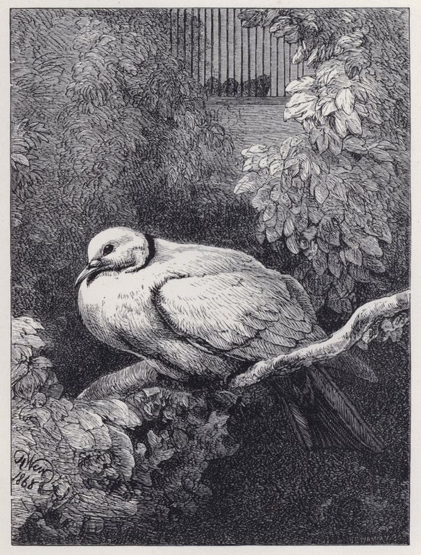 La colombe malheureuse - Harrison William Weir