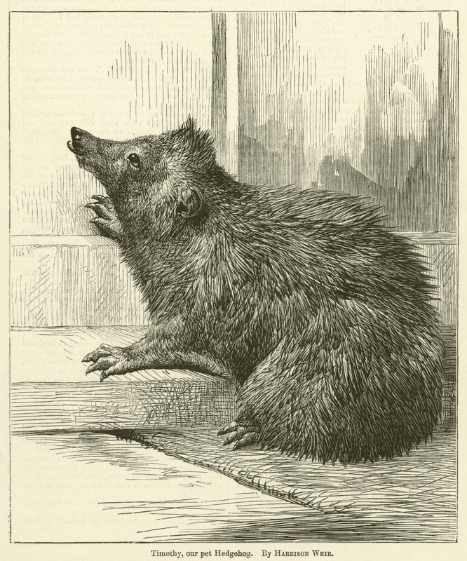Timothy, notre hérisson de compagnie - Harrison William Weir