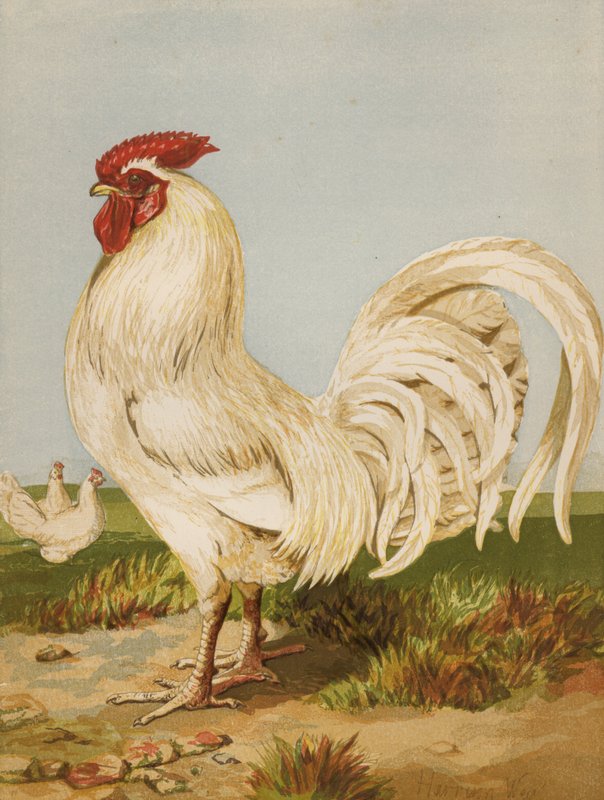 Dorking blanc (chromolithographie) - Harrison William Weir