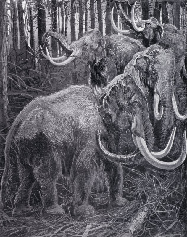 Mammouths - Harry Hamilton (after) Johnston