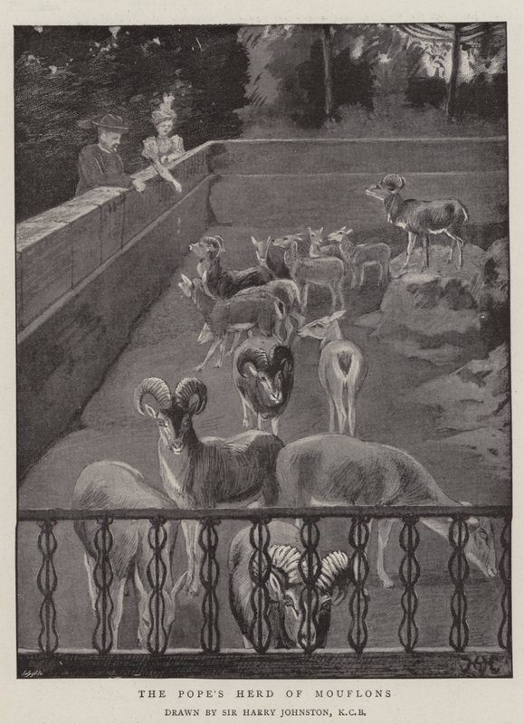 Le troupeau de mouflons du Pape - Harry Hamilton Johnston