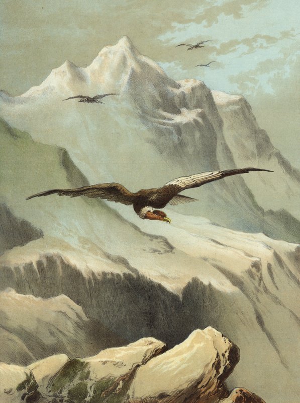 Condor - Hector Giacomelli