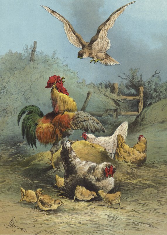 Faucon dans la basse-cour - Hector Giacomelli