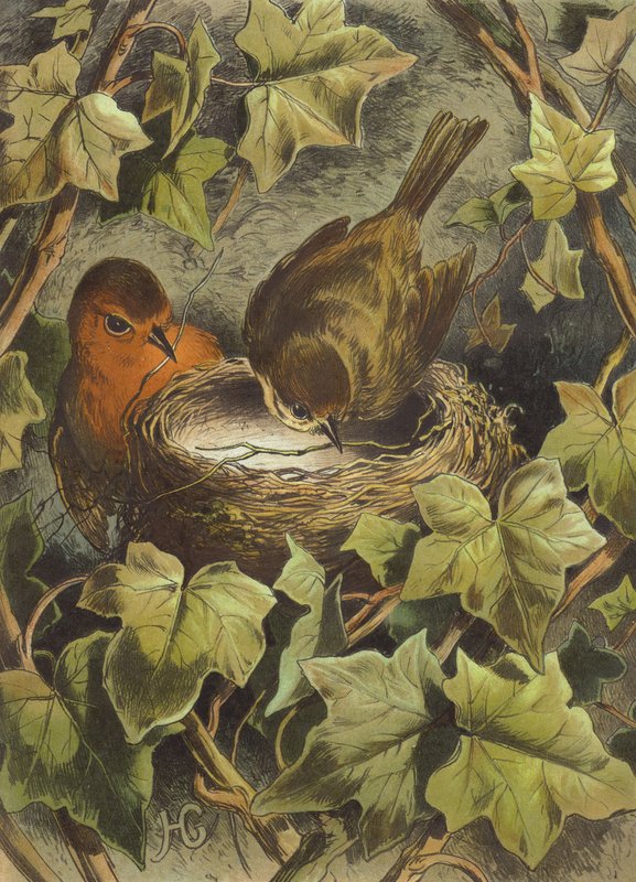 Rouge-gorge, construisant le nid - Hector Giacomelli