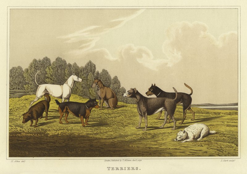 Terriers - Henry Thomas Alken