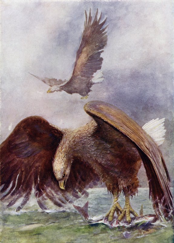 Un pygargue à queue blanche pêchant - Henry Charles Seppings Wright
